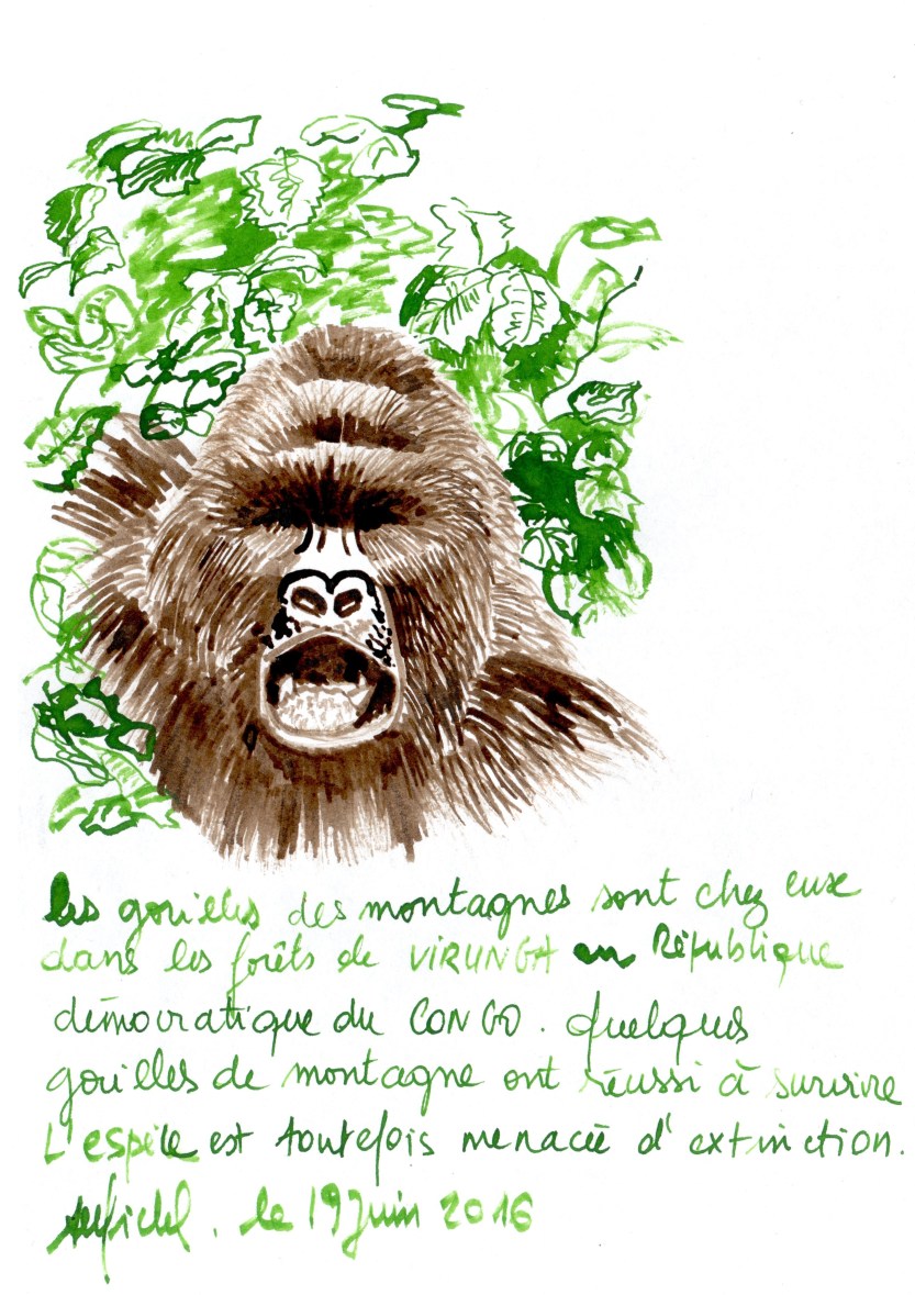 Gorille des montagnes