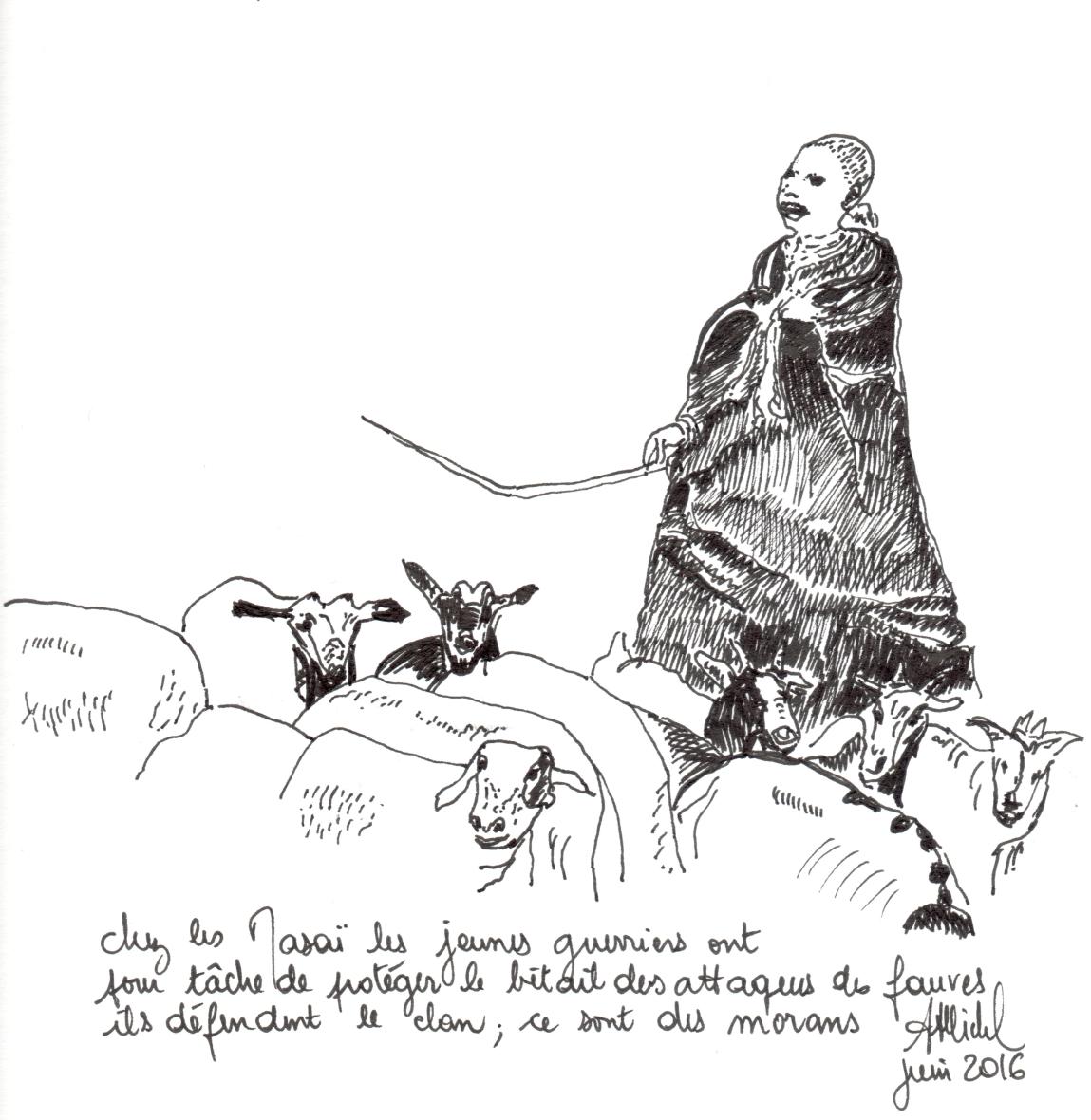 pasteur masaï avec son troupeau